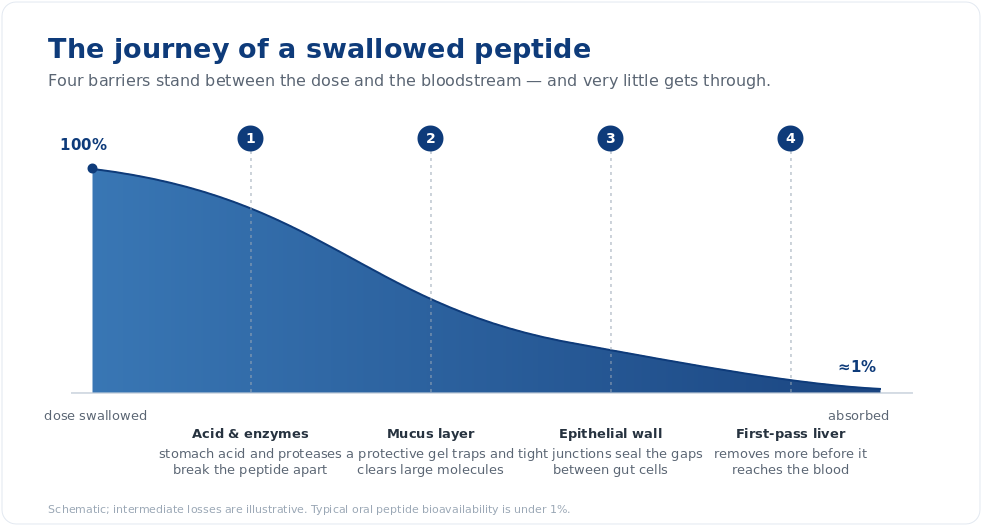 Figure 1 — A swallowed peptide loses almost its entire dose to four sequential barriers before it can reach the bloodstr