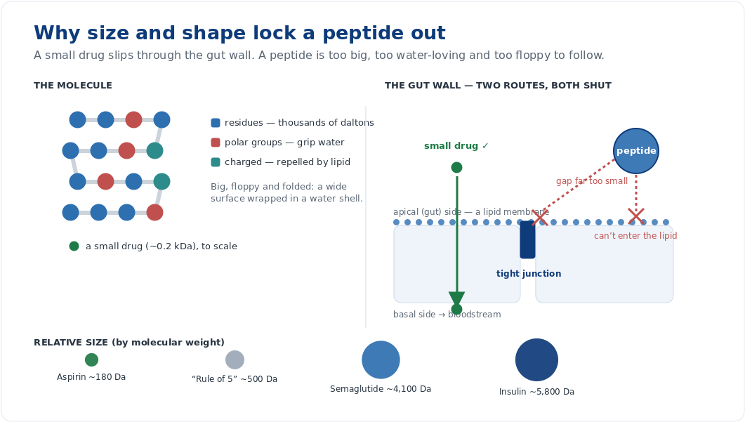 Figure 4 — A small drug dissolves through the gut wall; a peptide is too large, too water-loving and too floppy to take 